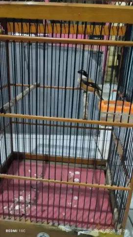 burung pentet + sangkar