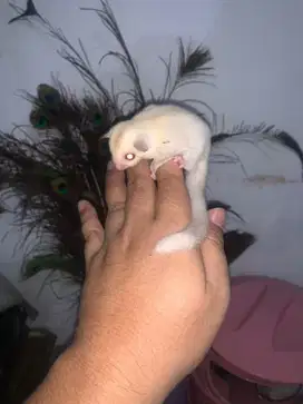 Sugar glider creamino mozaic (klas eksotik)