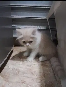kucing jantan kitten flatnose