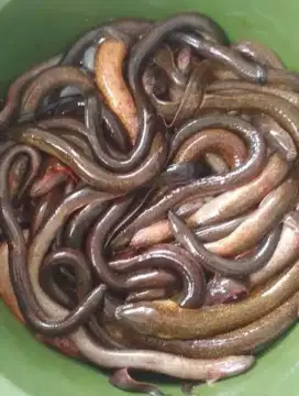 Menjual belut dalam kondisi hidup