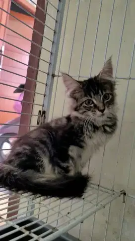 Mainecoon Np parents import Rusia