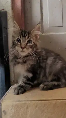 Mainecoon Np parent Import rusia