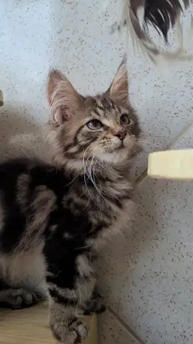 Mainecoon Non Ped Parents import Rusia