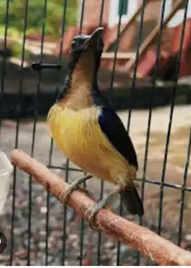 Di jual kolibri kelapa