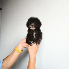 silver tiny toy poodle garansi silver NO NEGO