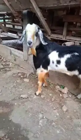 Kambing randu TB 90 jantan