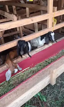 Kambing bahan randu