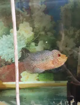 Ikan louhan cencu freemarking