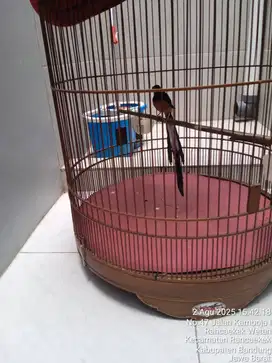 Murai Batu ekor 27,5