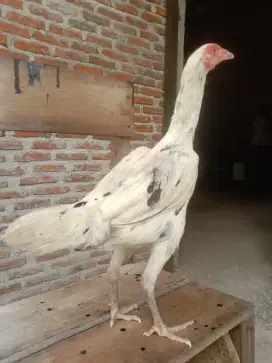 Ayam betina bangkok