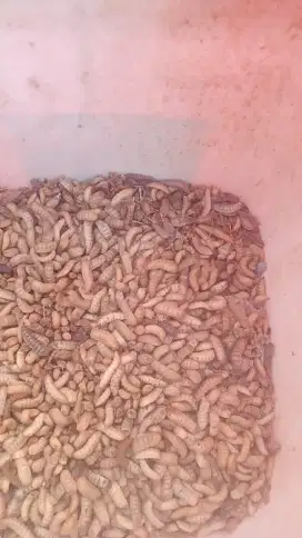 Maggot pakan burung 5k/ons