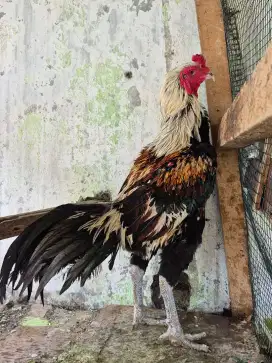 Ayam khygon ukuran 6 gede