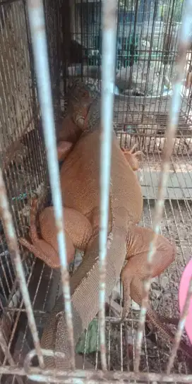 Iguana super red betina jumbo jinak