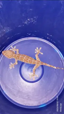 Dijual tokek sedang