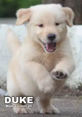 Golden retriever jantan •DUKE•