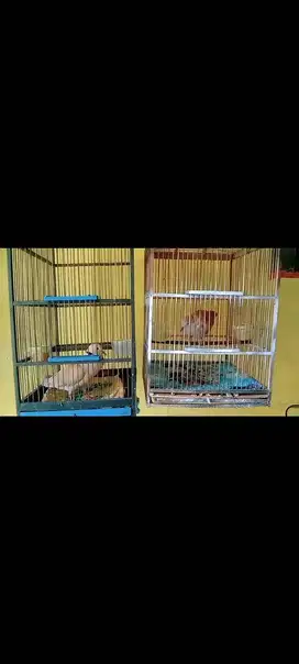 Pelung bangkok bodi super gacor pgi siang mlm