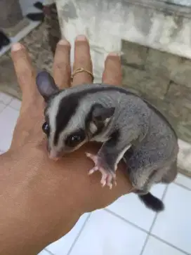 Sugar glider joy CG betina