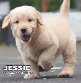 Golden retriever betina •JESSIE•