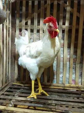 Pny ayam jgo warna putih seperti foto yg ada minat wa