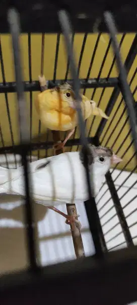 Paud kenari jambul jantan 2 ekor