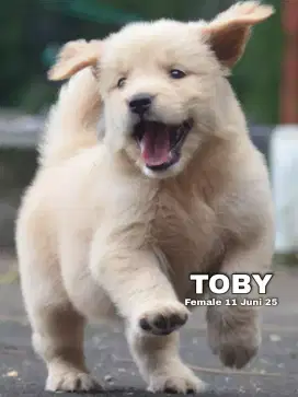 Golden retriever betina •TOBY•