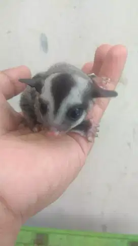 SUGAR GLIDER CG jantan