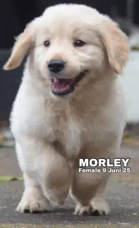 Golden retriever betina •MORLEY•