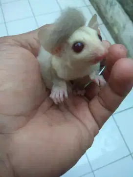 Sugar Glider Cremino betina