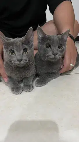 KUCING BSH KITTEN BETINA DAN JANTAN