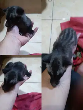 Musang pandan anakan jinak barter dengan burung kicau