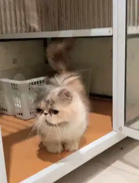 Pesek cebol betina