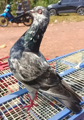 Merpati kolong bebas sepasang giring keket status bahan