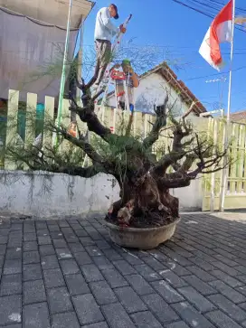 CEMARA UDANG bonsai.