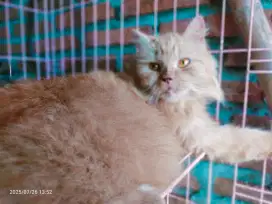 Persia betina indukan 1 tahun flotnose longhair