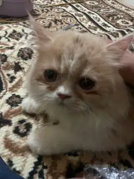 Kitten Flat Nose Jantan