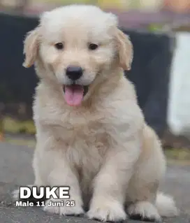 Golden Retriever Jantan Betina Stamboom