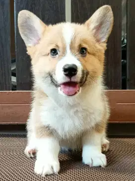 Welsh Corgi Betina Stamboom