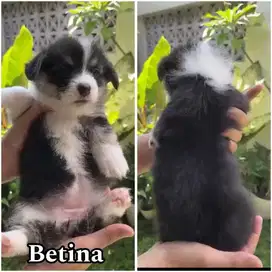 Pembroke welsh corgi puppy