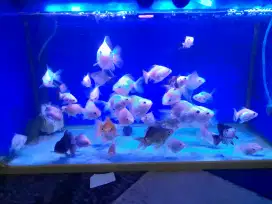 38 ekor Ikan koki oranda ost dan olt
