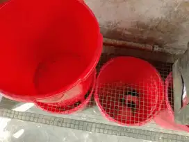 Hamster  syrian