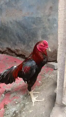 AYAM MANGON X BIRMA