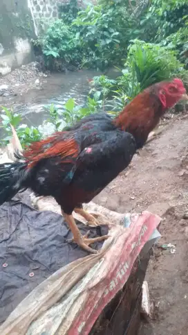 Ayam Bangkok x phakoy