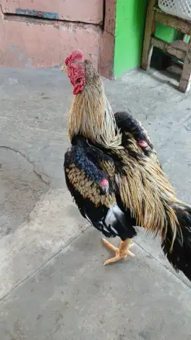 Ayam Bangkok jalak
