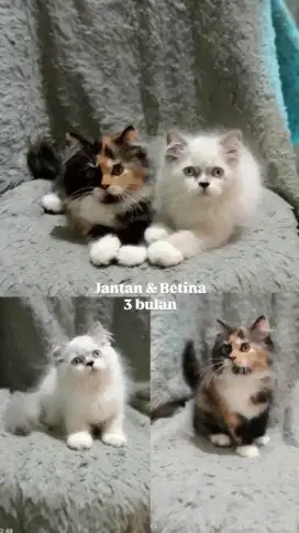 Kucing persia medium