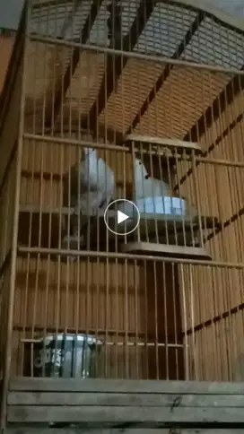 Burung puter pelung gacor cor