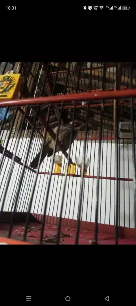 cucak rowo jantan