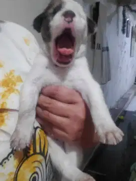 Puppy mix pitbull
