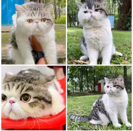 lepas adopt kucing exotic shorthair