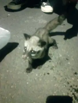 Musang baby 1 bulan