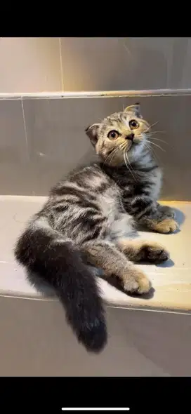 Kitten BSH Sf munchkin
